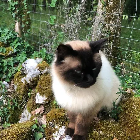 Mas D'aubrac Frühstückspension 3*