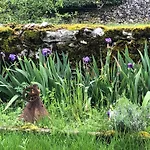 Mas D'aubrac Bed and Breakfast