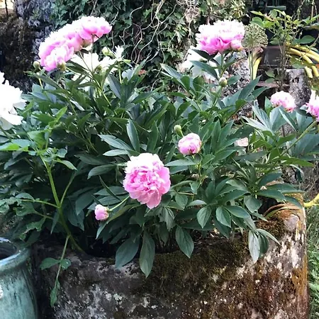 Mas D'aubrac Limogne-en-Quercy