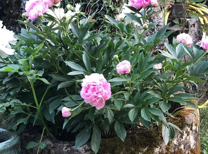 Mas D'aubrac Limogne-en-Quercy